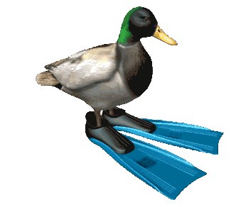 a duck spinning